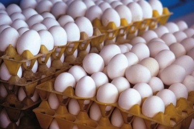 صادرات تخم مرغ رمقی ندارد/قیمت منطقی هر عدد تخم مرغ چقدر است؟