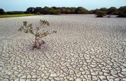 خشک شدن ۴ درصد «هورالعظیم» در ۵ روز گذشته / مرگ و میر نگران‌کننده آبزیان