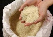 طرح تولید برنج سالم‌ اجرا شد