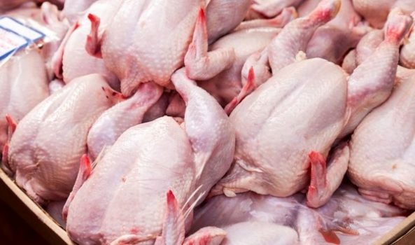 چرا قیمت مرغ پایین آمد؟ + لیست قیمت‌ها