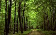 فعال محیط زیست: اگر با همین روند پیش برویم، تا ۵۰ سال آینده تمامی جنگل‌های ایران از بین می‌رود