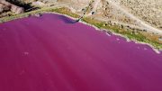 دریاچه ای با رنگ صورتی ملیح در آرژانتین