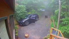 وحشت زن جوان از حضور خرس در داخل اتومبیلش