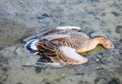شیوع آنفلوآنزای پرندگان در تالاب میقان اراک
