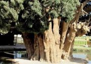 عکس/ زیباترین درخت ایران