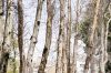 خشکاندن عمدی ۱۶ هزار درخت در پارک‌های جنگلی تهران
