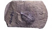 کشف فسیل نادر ۳۱۰ میلیون ساله