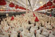 مرغ دوباره گران می‌شود؟