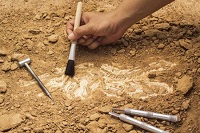 بقایای فسیلی «اژد‌های مرگ» مربوط به ۸۶ میلیون سال پیش، کشف شد