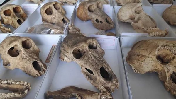کشف تازه دانشمندان از مومیایی‌های مرموز بابون‌های متعلق به ۲۸۰۰ سال پیش در مصر