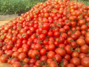 عوارض صادرات گوجه فرنگی کم شد