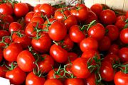 گوجه فرنگی ۲۰ در صد گران شد