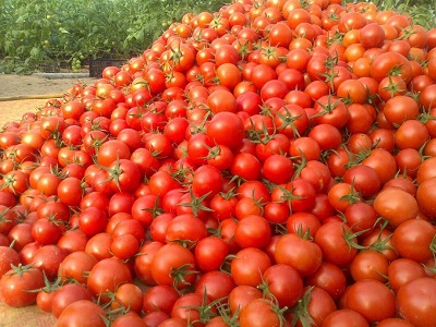 عوارض صادرات گوجه فرنگی کم شد