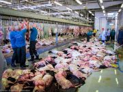 سازمان حج: امسال گوشت‌های قربانی حج به ایران فرستاده نمی‌شود / بخشی از این گوشت ها در خود عربستان می‌ماند؛ بخشی دیگر هم به کشورهای فقیر آفریقایی ارسال خواهد شد